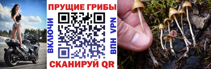 Псилоцибиновые грибы Psilocybine cubensis  Жигулёвск 